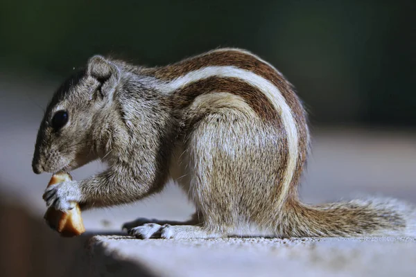 Une Mise Point Sélective Adorable Écureuil Gris Extérieur Pendant Lumière — Photo