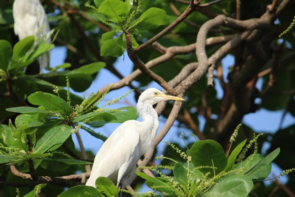 Een Selectieve Focusshot Van Een Zilverreiger Een Tak — Stockfoto