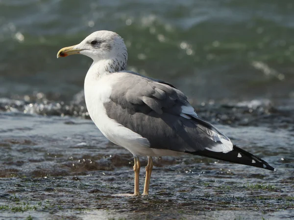 Side View Great Black Backed Gull Larus Marinus Ocean Background — Stock Photo, Image