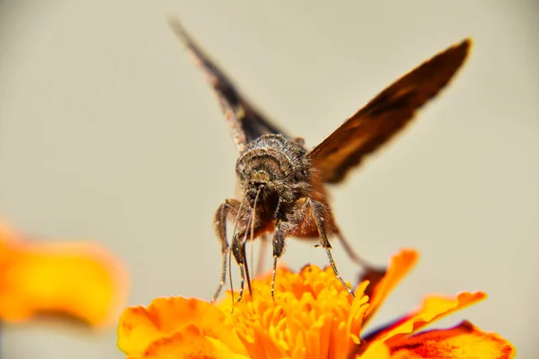 Tiro Seletivo Foco Uma Borboleta Bonita Empoleirada Flor Amarela Brilhante — Fotografia de Stock