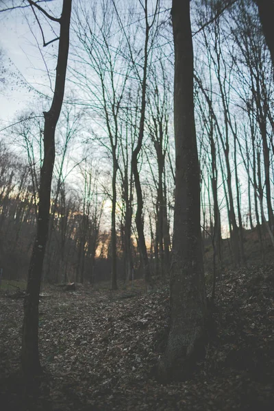 Beau Paysage Grands Arbres Nus Dans Forêt Coucher Soleil Sous — Photo