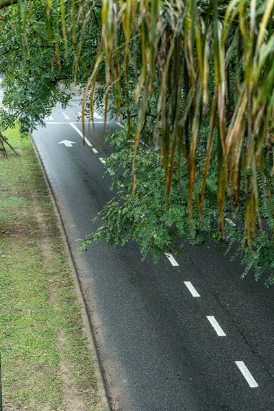 市内の緑や木々に囲まれたアスファルトの道路 — ストック写真