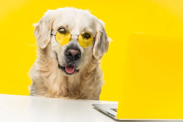 Chytrý Labrador Pes Nosí Specifikace Před Notebookem Žlutém Pozadí — Stock fotografie