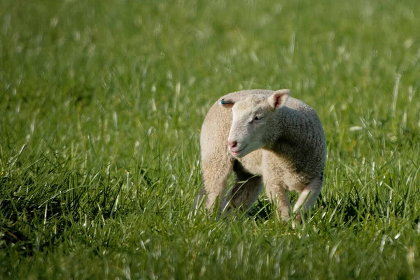 Eine Junge Ziege Läuft Auf Einem Feld Mit Grünem Gras — Stockfoto