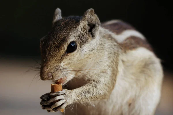 Enfoque Selectivo Una Adorable Ardilla Gris Aire Libre Durante Día —  Fotos de Stock