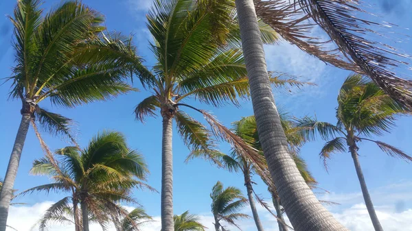 Low Angle Shot Palm Trees Cloudy Blue Sky — Stock Photo, Image