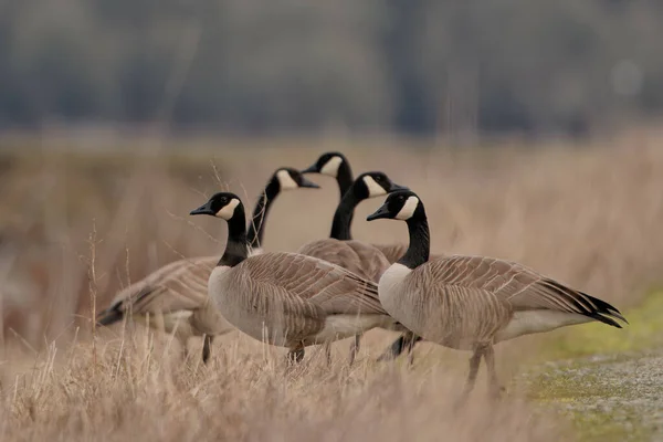 Grupo Gansos Grises Caminando Juntos Campo Hierba Seca — Foto de Stock