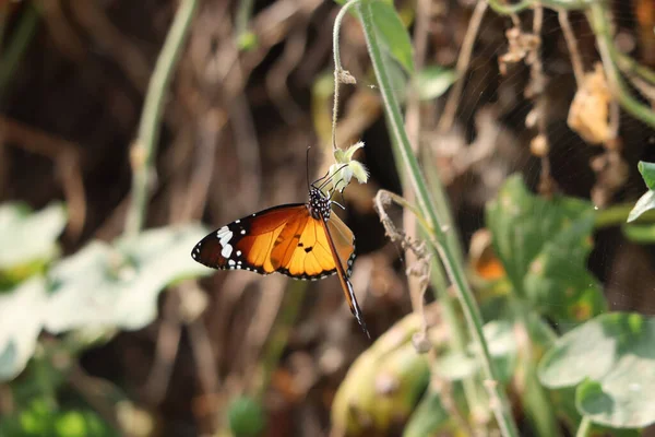 Zbliżenie Monarchy Motyla Danaus Plexippus Małym Kwiatuszku Zamazanym Tłem — Zdjęcie stockowe