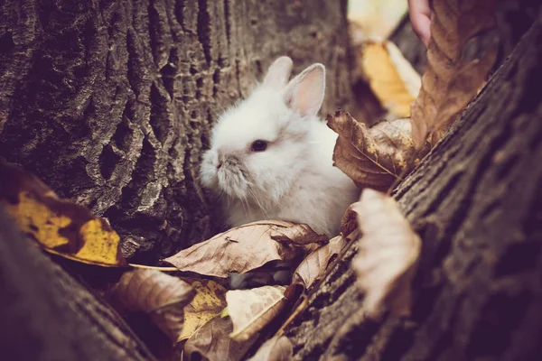 Ein Niedlicher Kleiner Weißer Hase Ruht Auf Einem Baumstamm Mit — Stockfoto