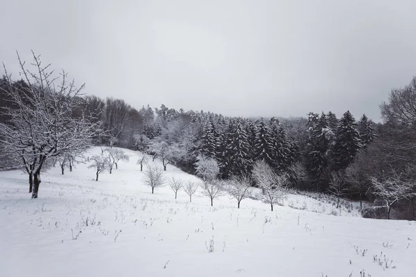 Arka Planda Sık Orman Bulunan Karla Kaplı Bir Tarlanın Ürpertici — Stok fotoğraf