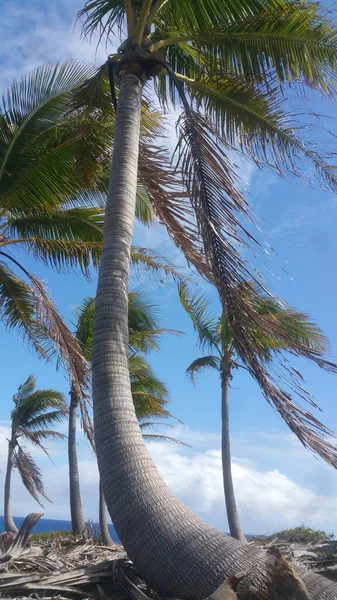 Beautiful Palm Trees Grown Sea Cloudy Blue Sky — Stock Photo, Image