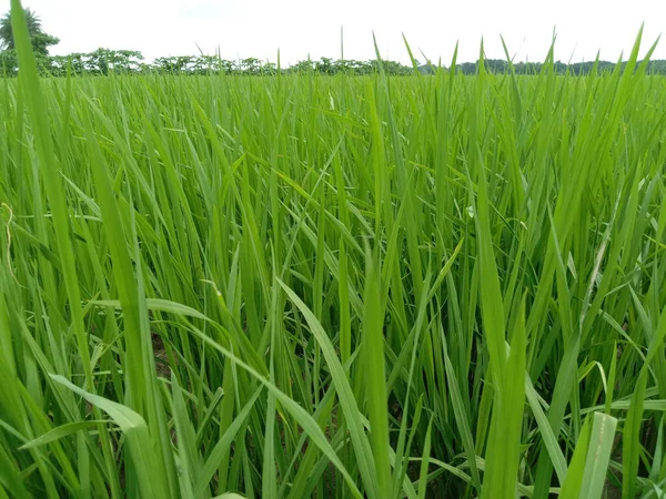 Taze Yeşil Çeltik Tarlası Hasat Tarım Için — Stok fotoğraf