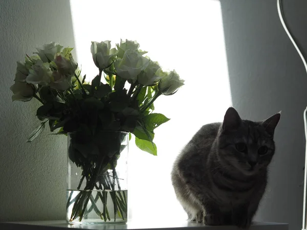 Gato Cinza Adorável Pelo Vaso Rosas Brancas Sombra — Fotografia de Stock