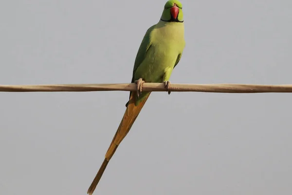 Selective Focus Shot Rose Ringed Parakeet Perched Outdoors — Stock Photo, Image