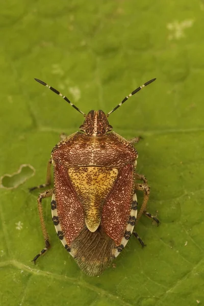 Yeşil Bir Yaprağın Üzerindeki Yaban Böceği Dolycoris Baccarum Yakın Plan — Stok fotoğraf