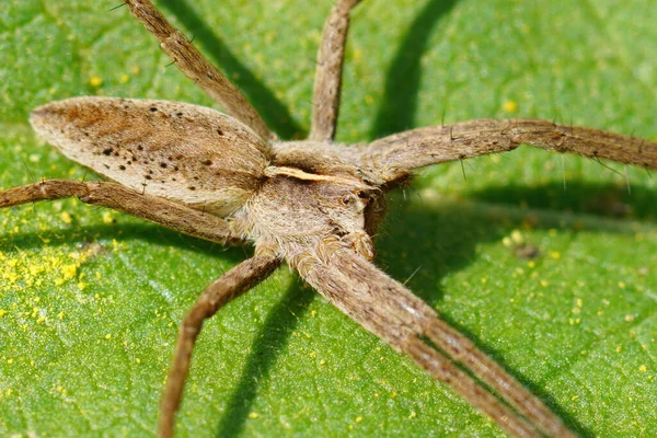 Closeup Shot Sunbathing Nursery Web Spider Pisaura Mirabilis Green Leaf — 图库照片