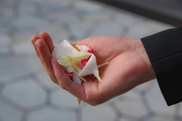 Eine Nahaufnahme Weißer Blütenblätter Der Hand Eines Mannes — Stockfoto