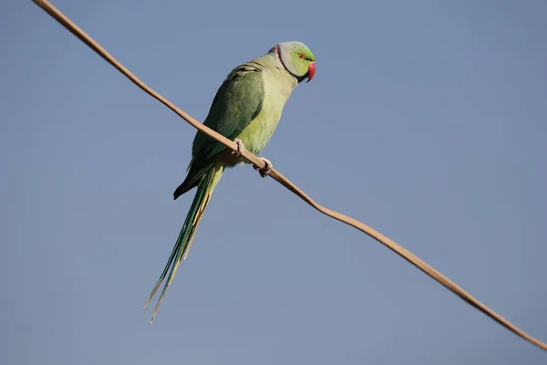 Low Angle Shot Green Parrot Perched Pole Isolated Light Blue — Stock Photo, Image