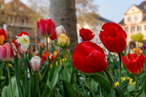 Eine Nahaufnahme Bunter Tulpen Einem Stadtpark — Stockfoto