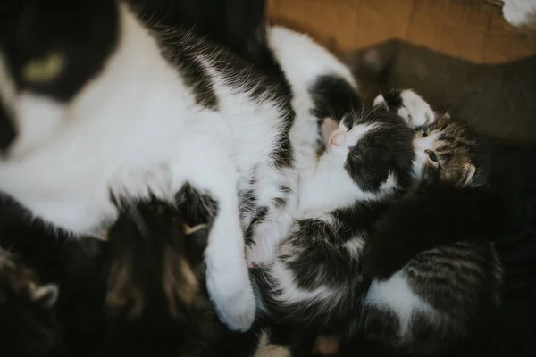 Primo Piano Simpatico Gatto Madre Dei Suoi Cuccioli — Foto Stock