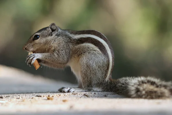 Close Esquilo Palma Indiano Comendo Pão Uma Superfície Concreto — Fotografia de Stock