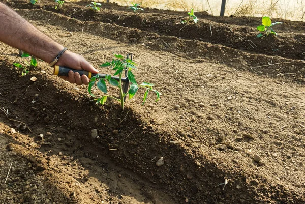 Une Main Jardinier Caucasien Prenant Bien Soin Ses Plantes Dans — Photo