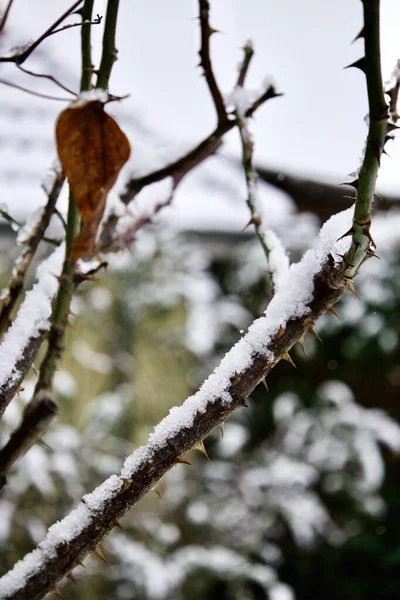 Eine Vertikale Aufnahme Von Ästen Die Vom Schnee Bedeckt Sind — Stockfoto