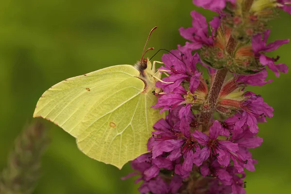 Πλευρική Απόληξη Πεταλούδας Brimstone Gonepteryx Rhamni Μοβ Άνθη Μοβ Χαλαζόπετρας — Φωτογραφία Αρχείου