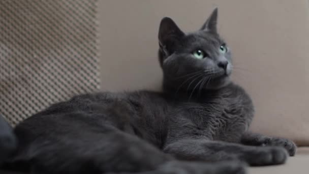 Gato Negro Acostado Suelo — Vídeos de Stock