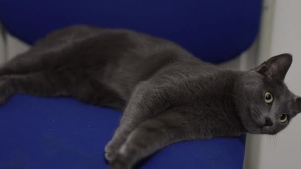 椅子の猫 — ストック動画
