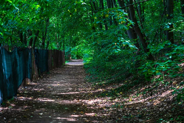 Krásná Tajemná Nezpevněná Cesta Lese Zelenými Stromy — Stock fotografie