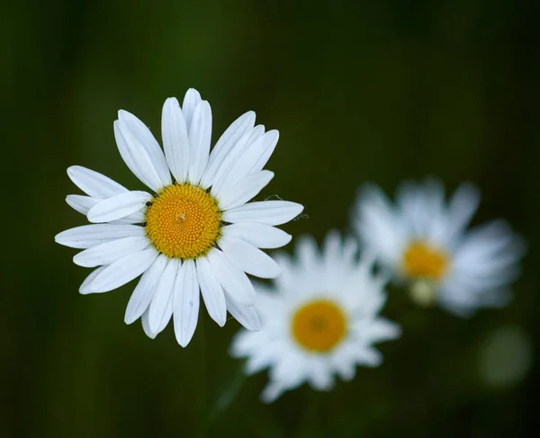 Біло Жовта Ромашкова Квітка Природі — стокове фото
