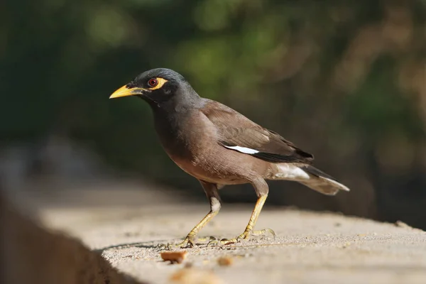 Primo Piano Uccello Comune Myna Appollaiato Una Superficie Cemento — Foto Stock