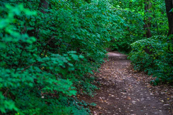 Tiro Seletivo Foco Uma Maneira Bonita Misteriosa Floresta Com Árvores — Fotografia de Stock