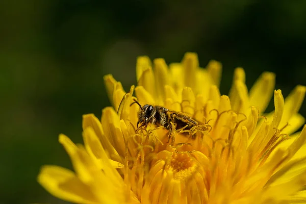 Een Close Van Een Bij Bestuivend Bloeiende Gele Bloem Het — Stockfoto