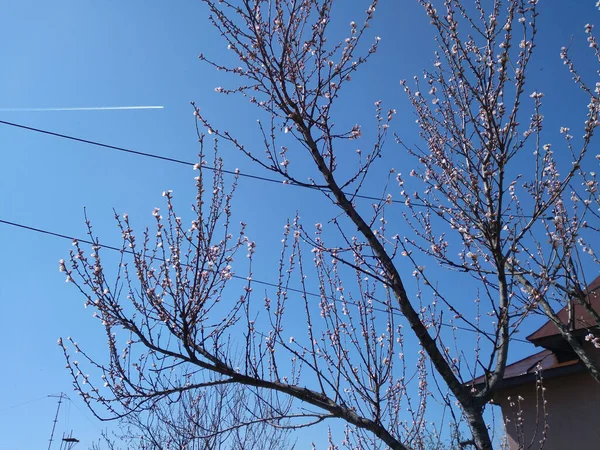 Beau Arbres Fleurs Délicates Avec Des Fleurs Blanches Dans Fond — Photo