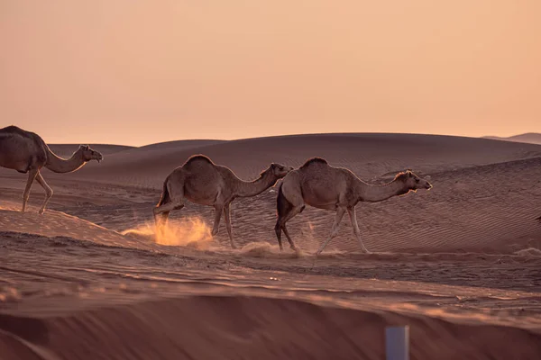 Camels Dubai Dessert — Stock Photo, Image