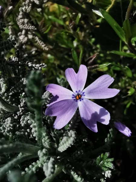 太陽の下で紫色の苔のフロックスの花の垂直ショット — ストック写真