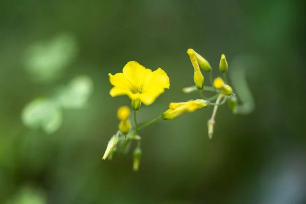 Krásné Kvetoucí Květiny Bermudy Máslové Rozmazaném Pozadí — Stock fotografie
