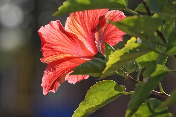 Gros Plan Fleur Hibiscus Rose Avec Fond Bokeh — Photo