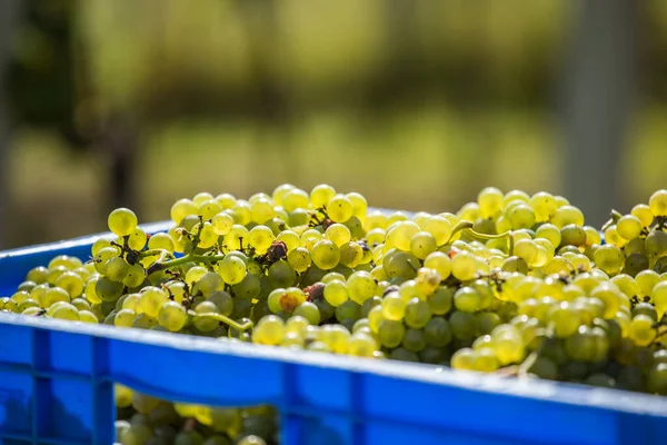 Eine Selektive Fokusaufnahme Grüner Trauben Einem Blauen Quadratischen Plastikkorb Weinberg — Stockfoto