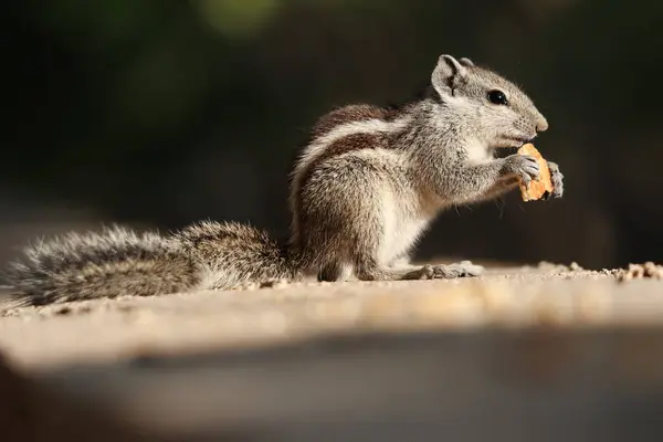 Gros Plan Écureuil Mangeant Une Noix Sur Une Surface Béton — Photo