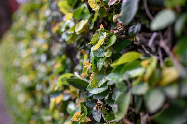 Una Hermosa Vista Glicina Púrpura Planta Con Flores Que Crece —  Fotos de Stock