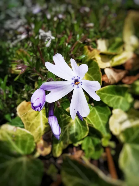 Tiro Vertical Uma Flor Flox Musgo Roxo Sob Luz Solar — Fotografia de Stock