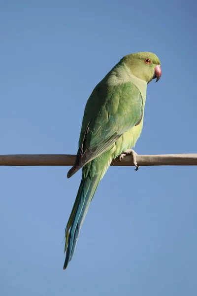 Vertical Shot Green Parrot Perched Pole Isolated Blue Background — Stock Photo, Image