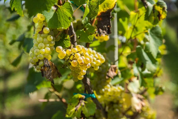 Selective Focus Shot Grapevine Ripe Grapes — Stock Photo, Image