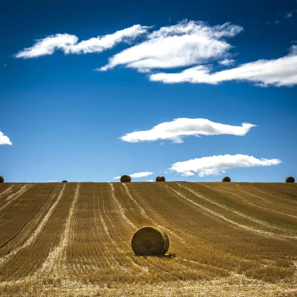 Після Збору Врожаю Солом Яні Тюки Limagne Plain Puy Dome — стокове фото