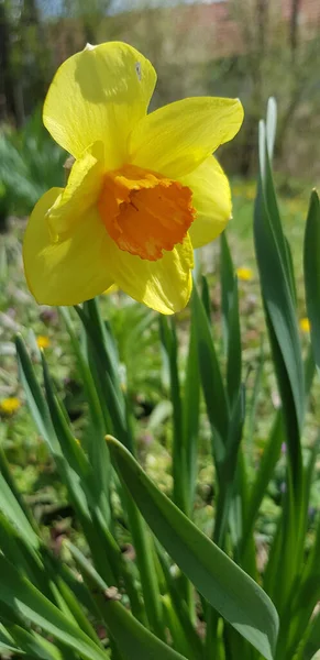 Vacker Vild Påsklilja Blommar Trädgården — Stockfoto