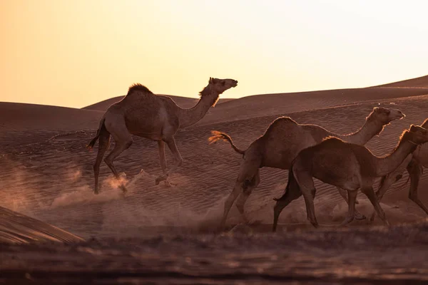 Gün Batımında Dubai Güzel Bir Deve Vuruşu — Stok fotoğraf