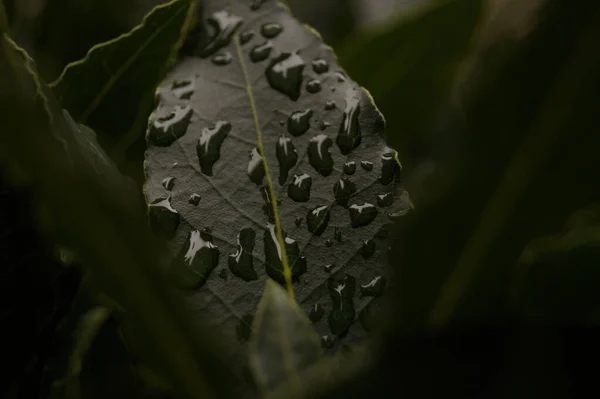 Крупный План Широких Темно Зеленых Листьев Зарослях Большими Капельками Воды — стоковое фото